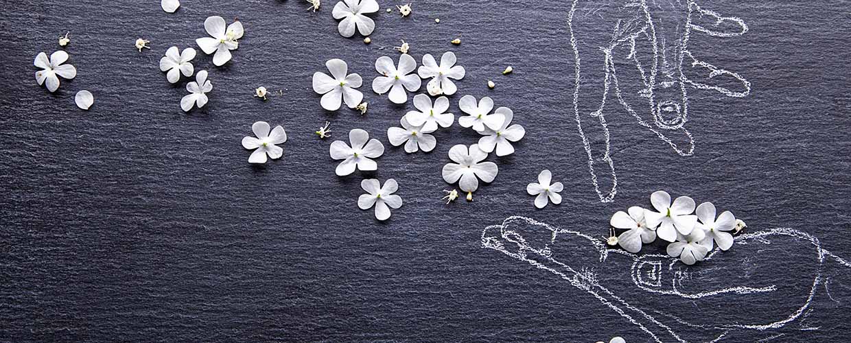 Image of Flower Petals in the Wind