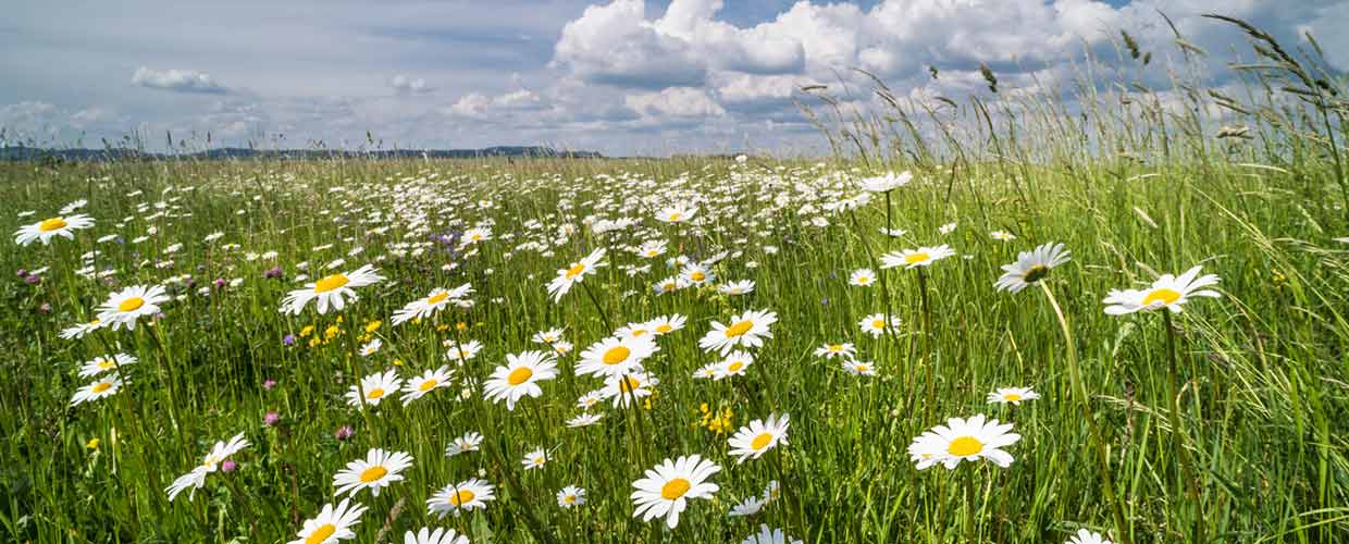 Field of flowers